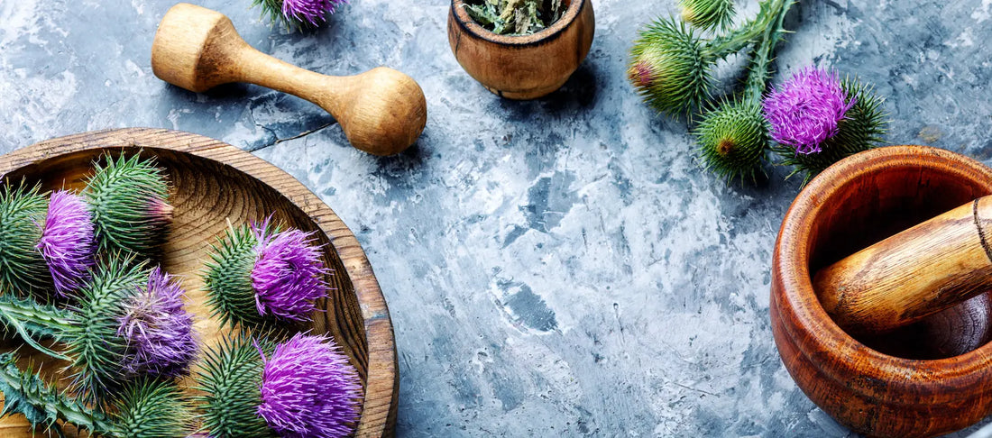 Fresh milk thistle plant in a wooden bowl on a concrete table - a natural remedy known for its potential health benefits and containing the compound silymarin.