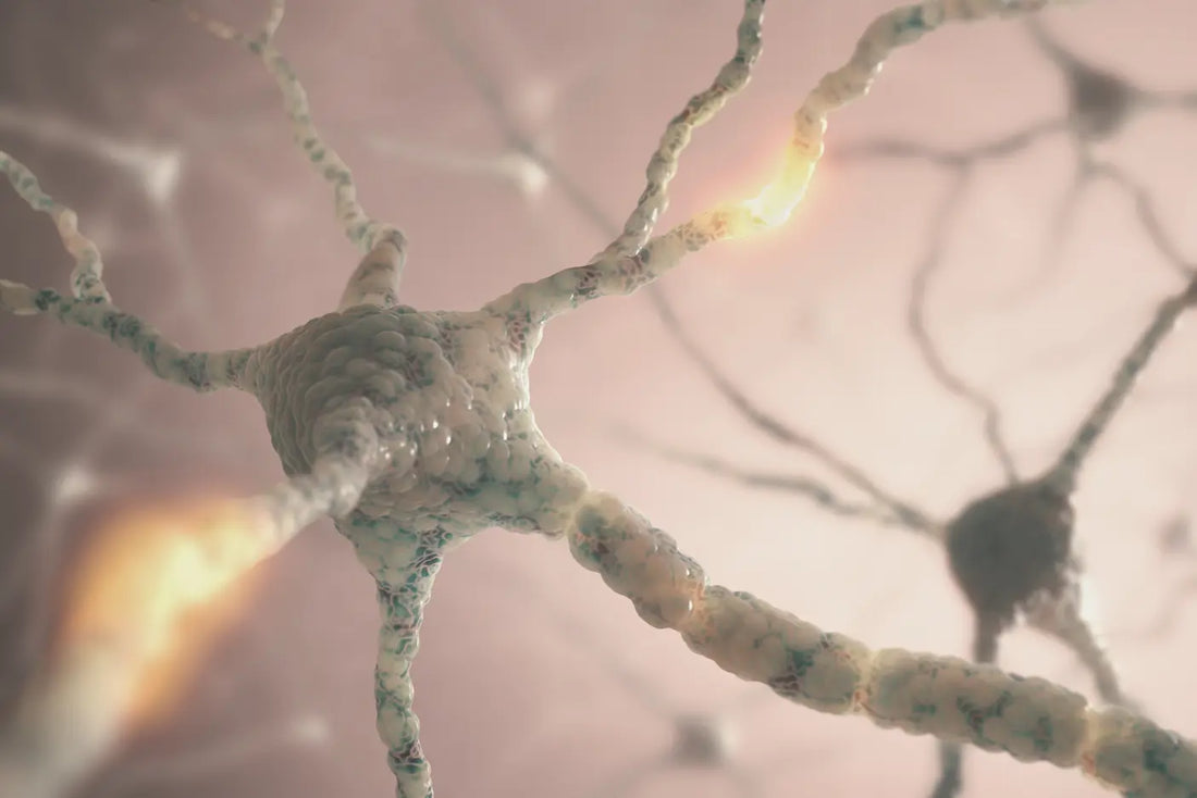 Abstract neurons transmitting electricity - a visual representation of brain activity. Electrical signals pass through interconnected neurons, allowing for communication and information processing in the brain.